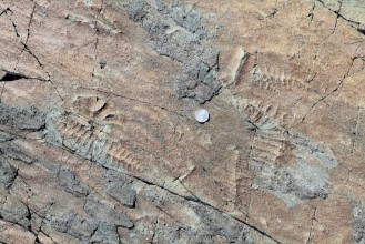 Obrázek Fossils in Stone