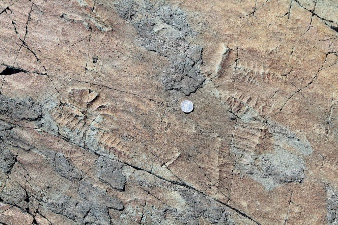 Afbeeldingen van Fossils in Stone