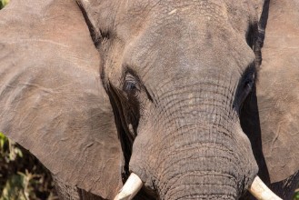 Obrázek Elephant close up