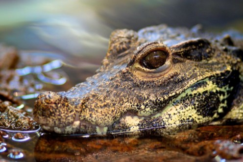 Afbeeldingen van Crocodile