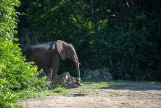 Bild von Elephant silent