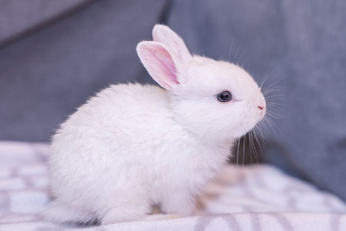 Picture of White Bunny Rabbit