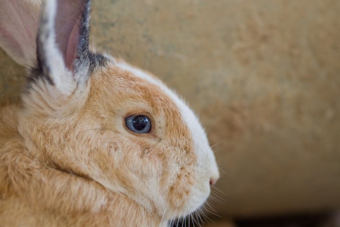 Picture of Brown rabbit bunny pet