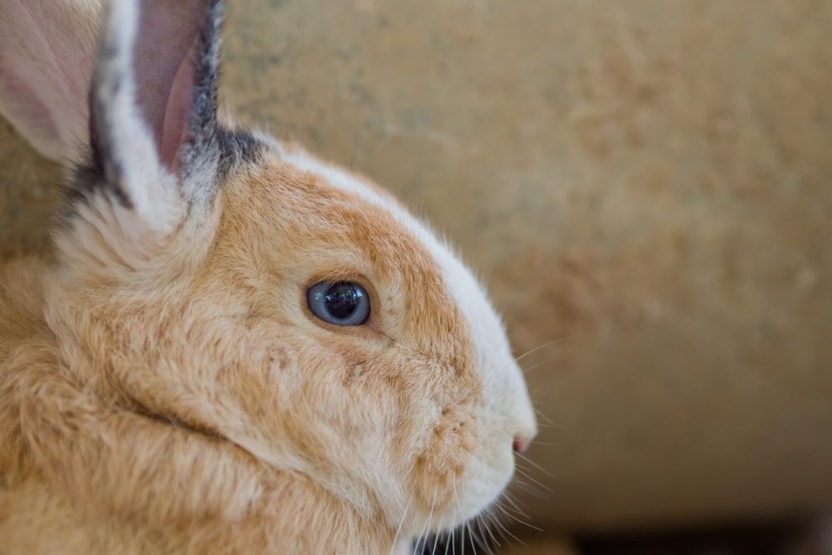 Picture of Brown rabbit bunny pet