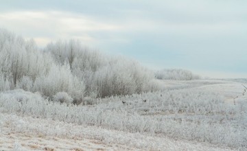 Εικόνα της Wild deer in winter