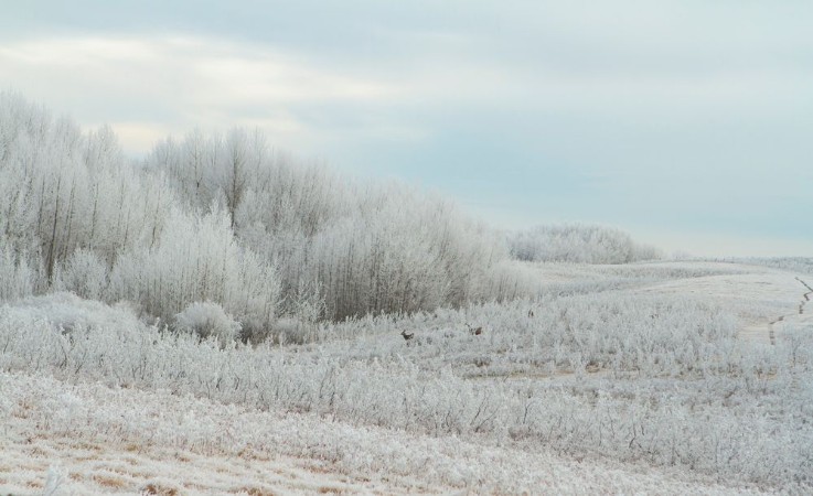 Picture of Wild deer in winter