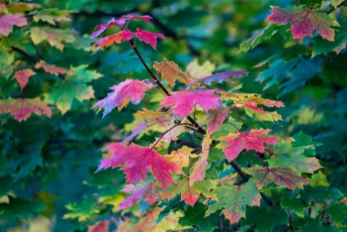 Picture of Diverse Maple
