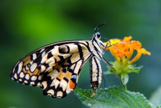 Picture of Baby butterfly 5 minutes out of his cocon