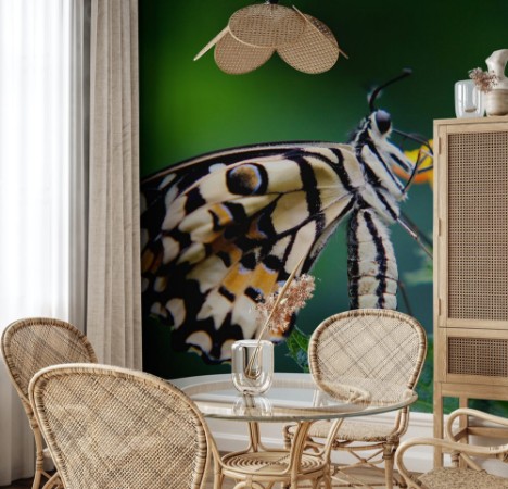 Afbeeldingen van Baby butterfly 5 minutes out of his cocon