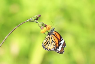 Picture of Closeup butterfly on flower Common tiger butterfly