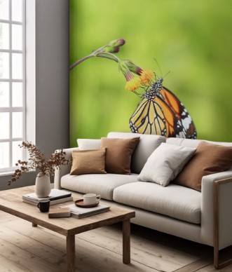 Picture of Closeup butterfly on flower Common tiger butterfly