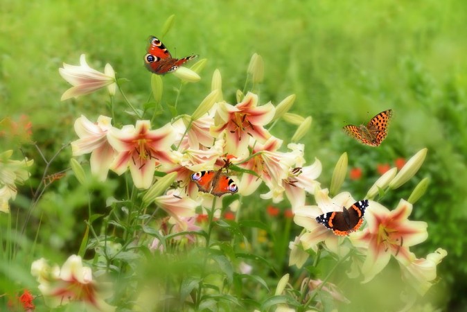 Attēls Schmetterling 520