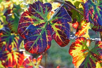 Image de Confliction