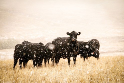 Cow in snow photowallpaper Scandiwall