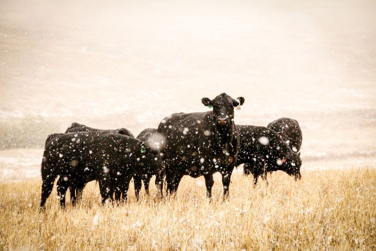 Picture of Cows Grazing in the Snow