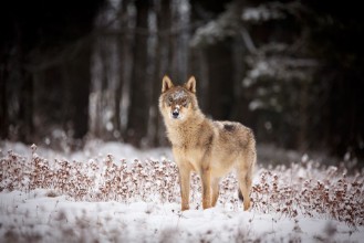 Imagem de Winter Wolf