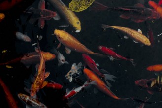 Poza cu Golden koi fish