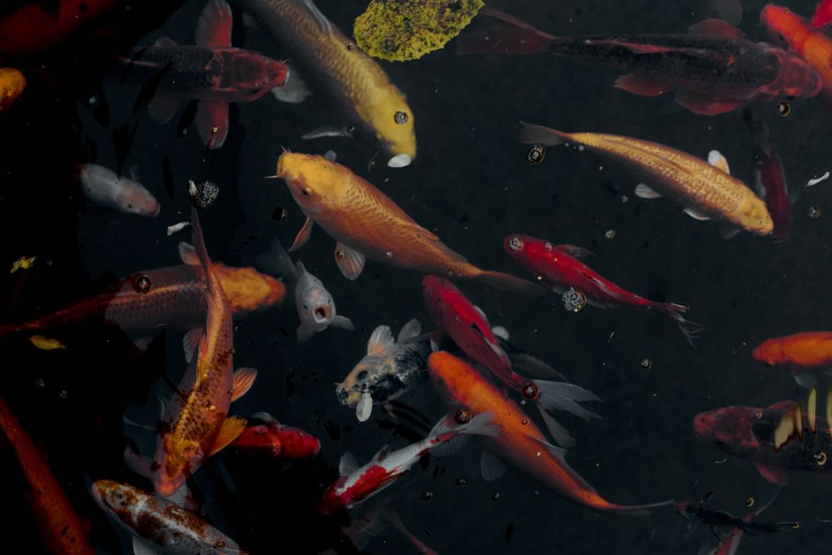 Image de Golden koi fish