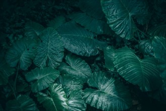 Bild vun Simply Green