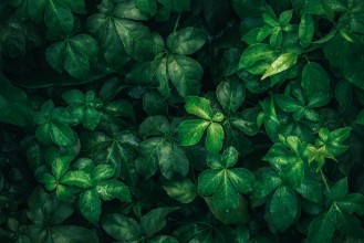 Afbeeldingen van Foliage of tropical leaf in dark green with rain water drop on texture abstract pattern nature background