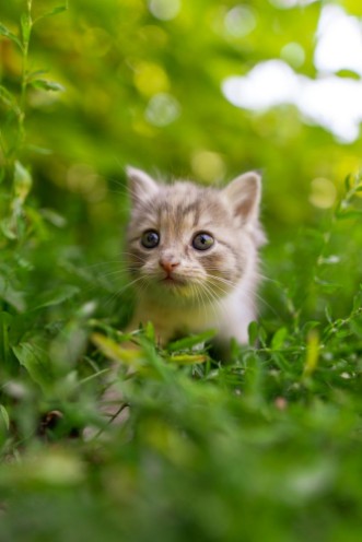 Picture of Portrait of a kitten in green grass
