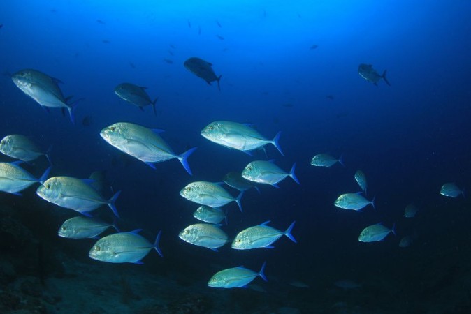 Image de School of trevally jack fish