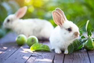 Bild von Rabbit and Apple