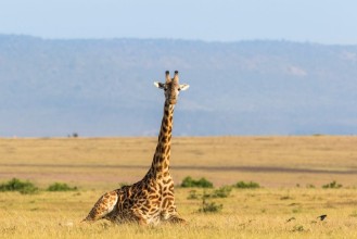 Bild von Giraffe lying down on the savanna