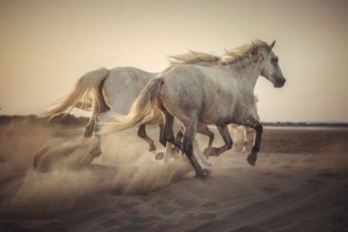 Afbeeldingen van Camargue horses