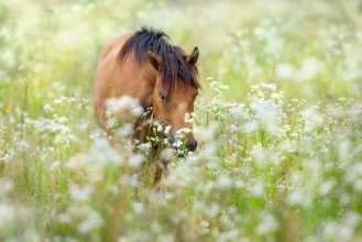 Picture of Bay horse on flowers meadow