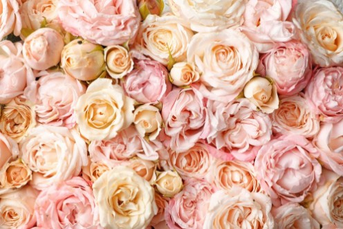Bild på Many beautiful roses as background top view
