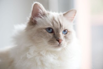 Image de Ice Blue