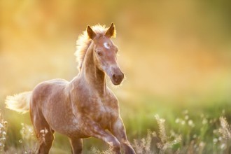 Pilt Colt portrait  run at sunset light in meadow
