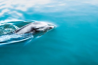 Slika Surfacing Dolphin