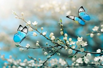 Image de Papillons bleus