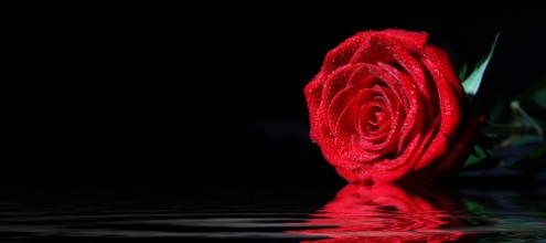 Slika Red Rose