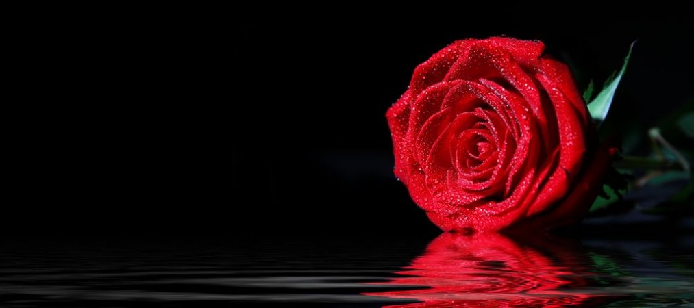Image de Red Rose