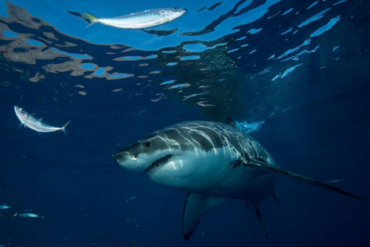 Picture of Great White Shark  in cage diving 