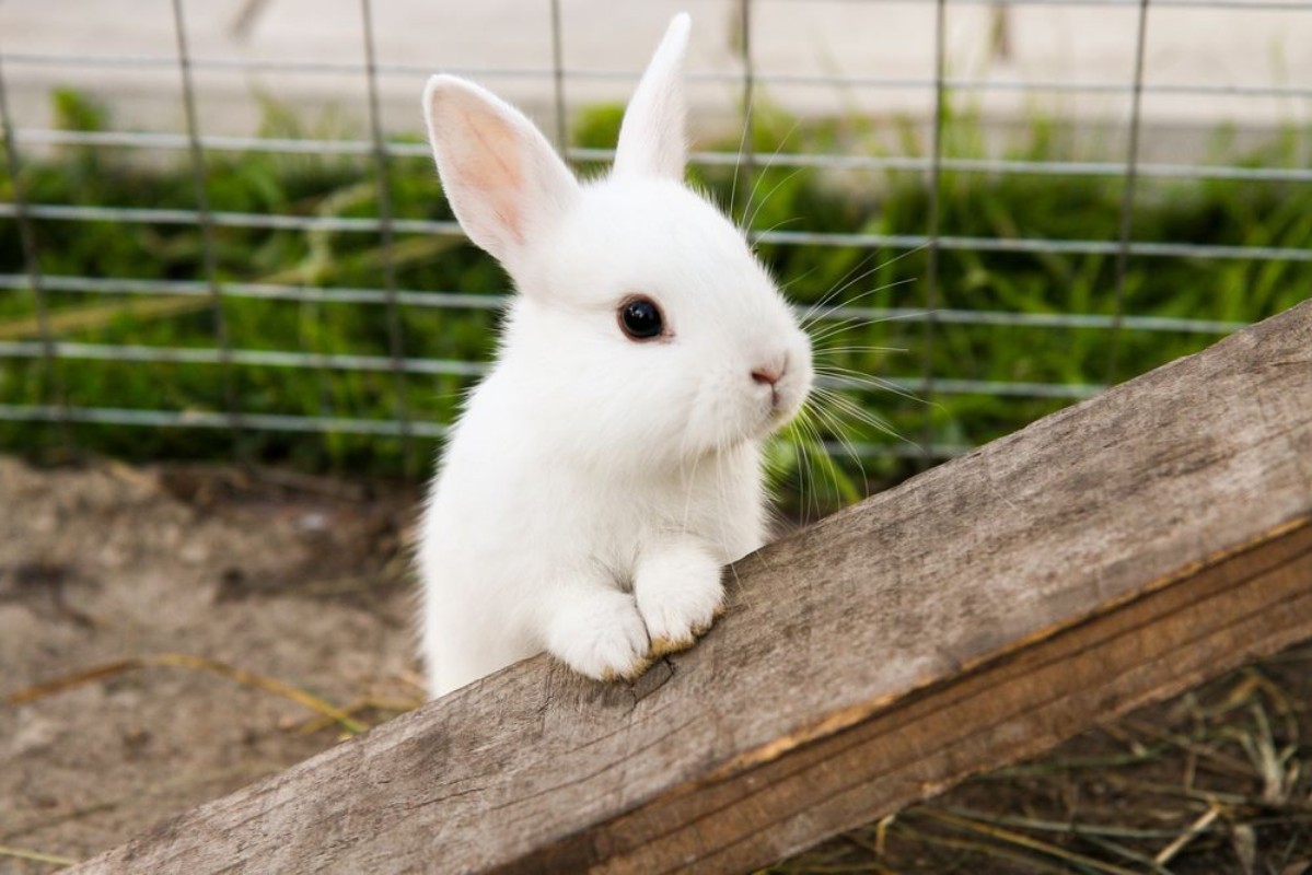 Image de Little rabbit on the farm