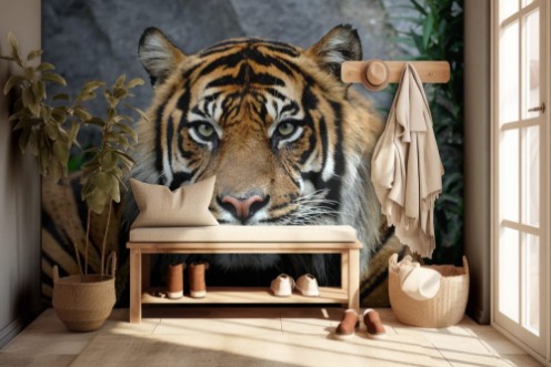 Afbeeldingen van Tiger