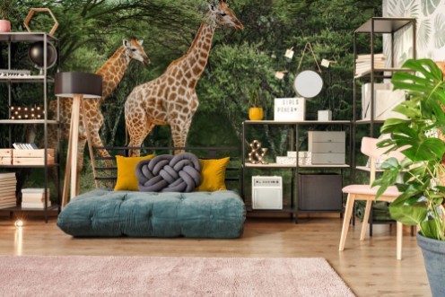 Afbeeldingen van A pair of giraffe walking through the trees in the bush in a national park in South Africa