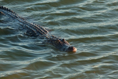 Afbeeldingen van Alligator swimming in the lake Port Aransas Texas