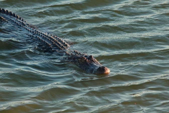 Picture of Alligator swimming in the lake Port Aransas Texas