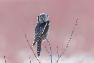 Slika Northern Hawk owl