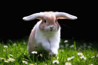 Image de Ses Kaninchen springt glcklich im Gras zu Ostern  Cute Bunny jumping in Green gras 