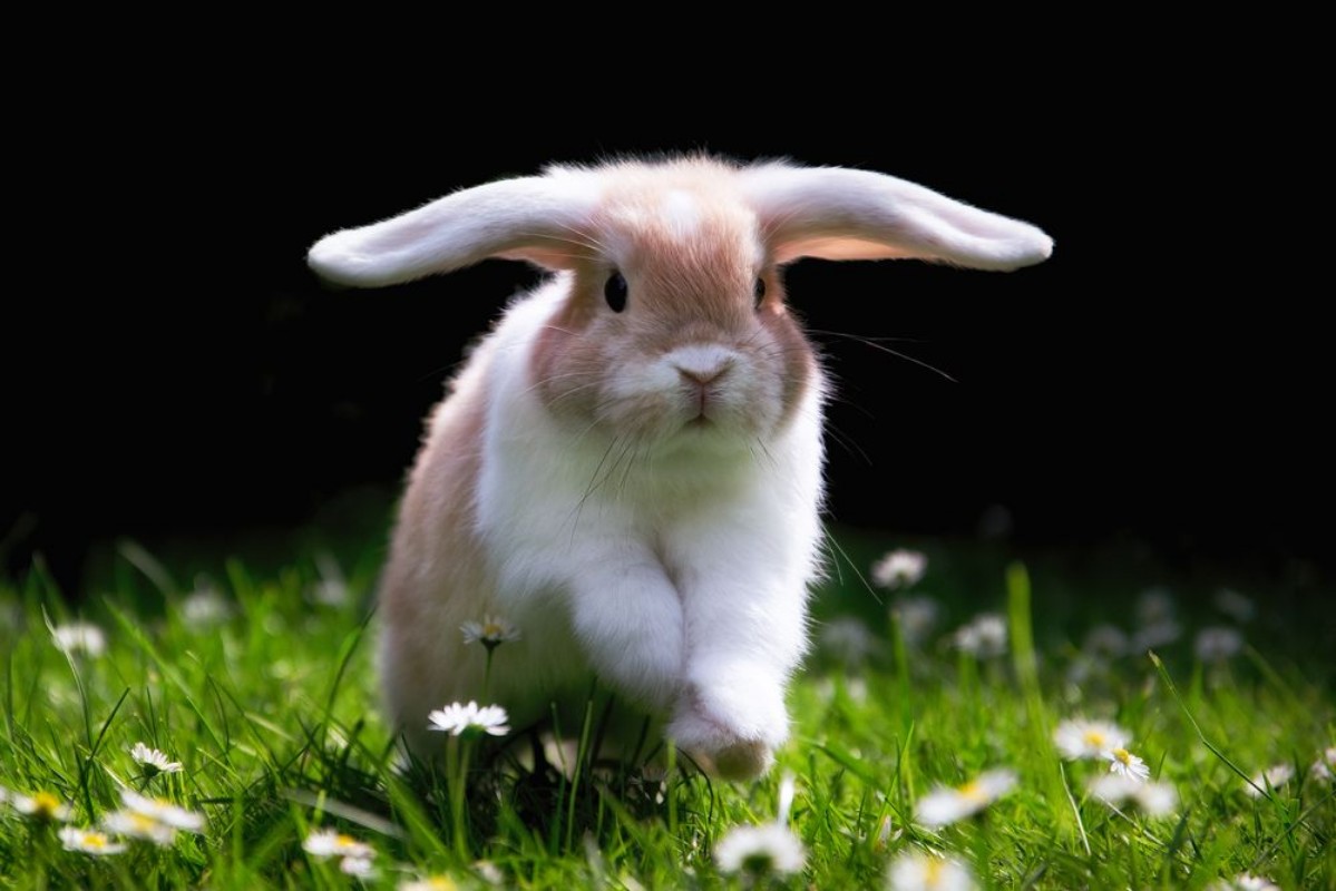 Picture of Ses Kaninchen springt glcklich im Gras zu Ostern  Cute Bunny jumping in Green gras 