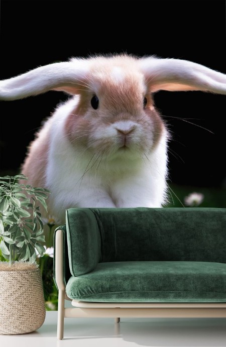 Picture of Ses Kaninchen springt glcklich im Gras zu Ostern  Cute Bunny jumping in Green gras 