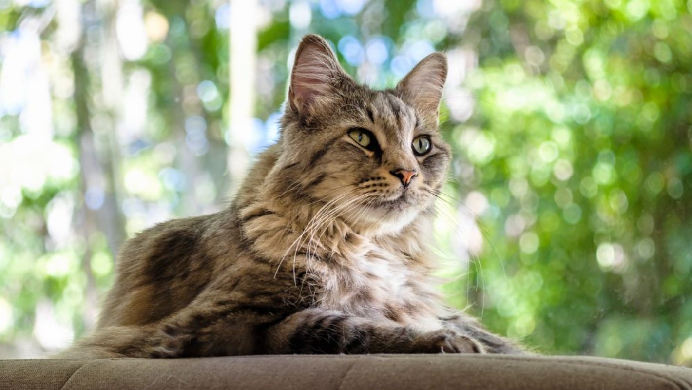 Afbeeldingen van Maine Coon cat
