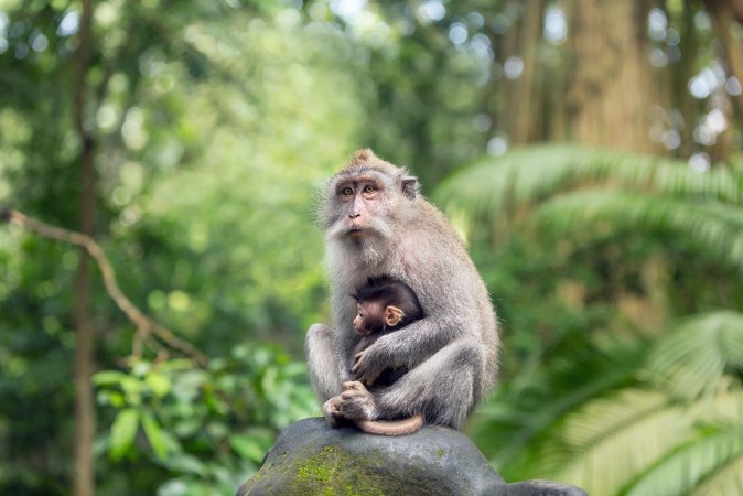 Picture of Monkey Mother