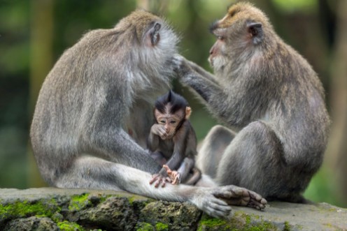 Picture of Monkey Family Meeting